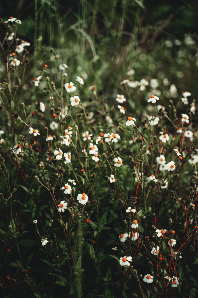 A lush field of blooming chamomile flowers in Jayapura, Papua, Indonesia.